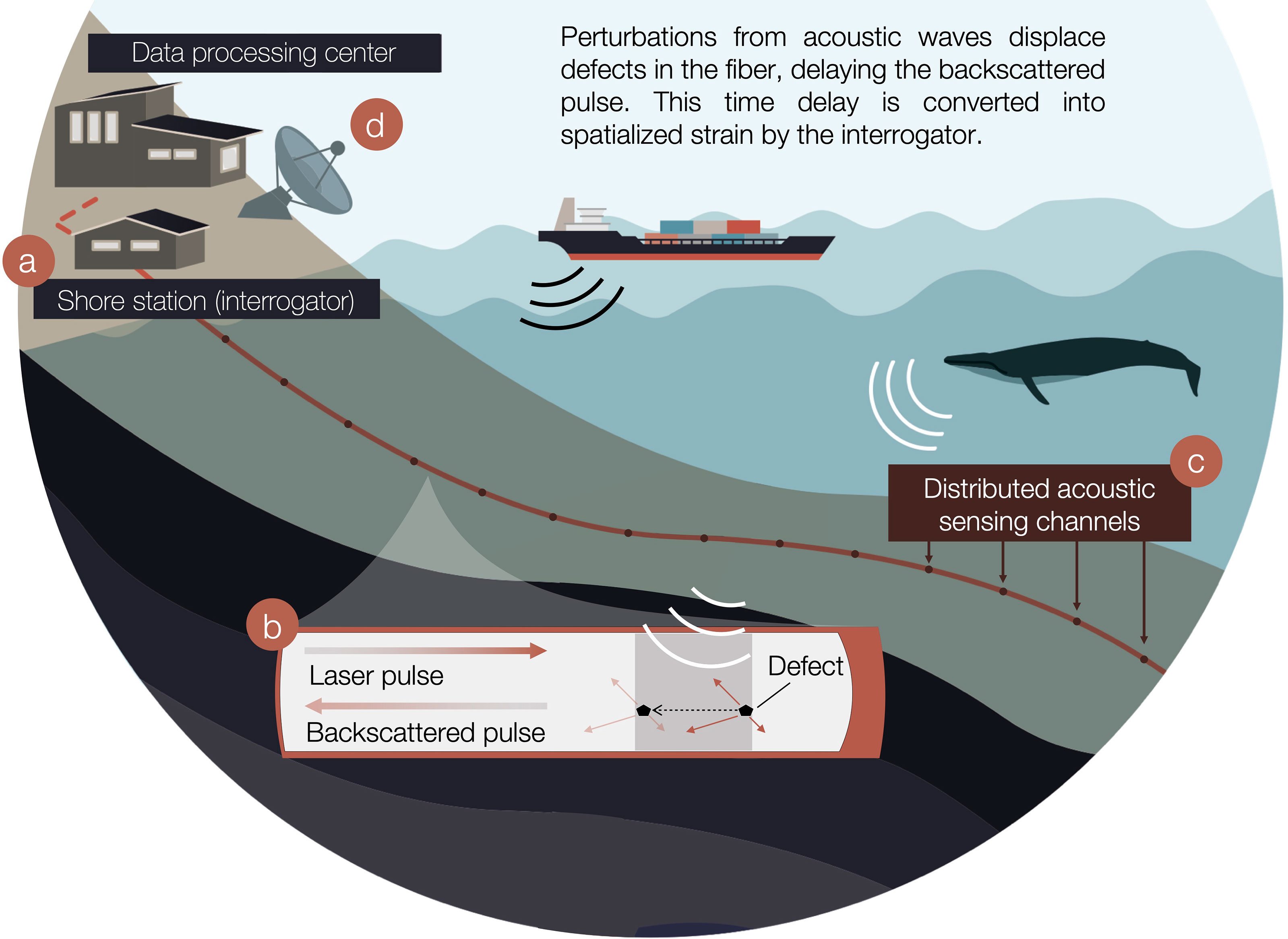 Distributed acoustic sensing (DAS) for baleen whale monitoring